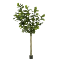 ficus-300cm