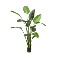 strelitzia